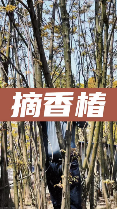 香椿雞蛋有，就缺二兩酒！